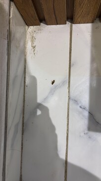 Living room cockroach