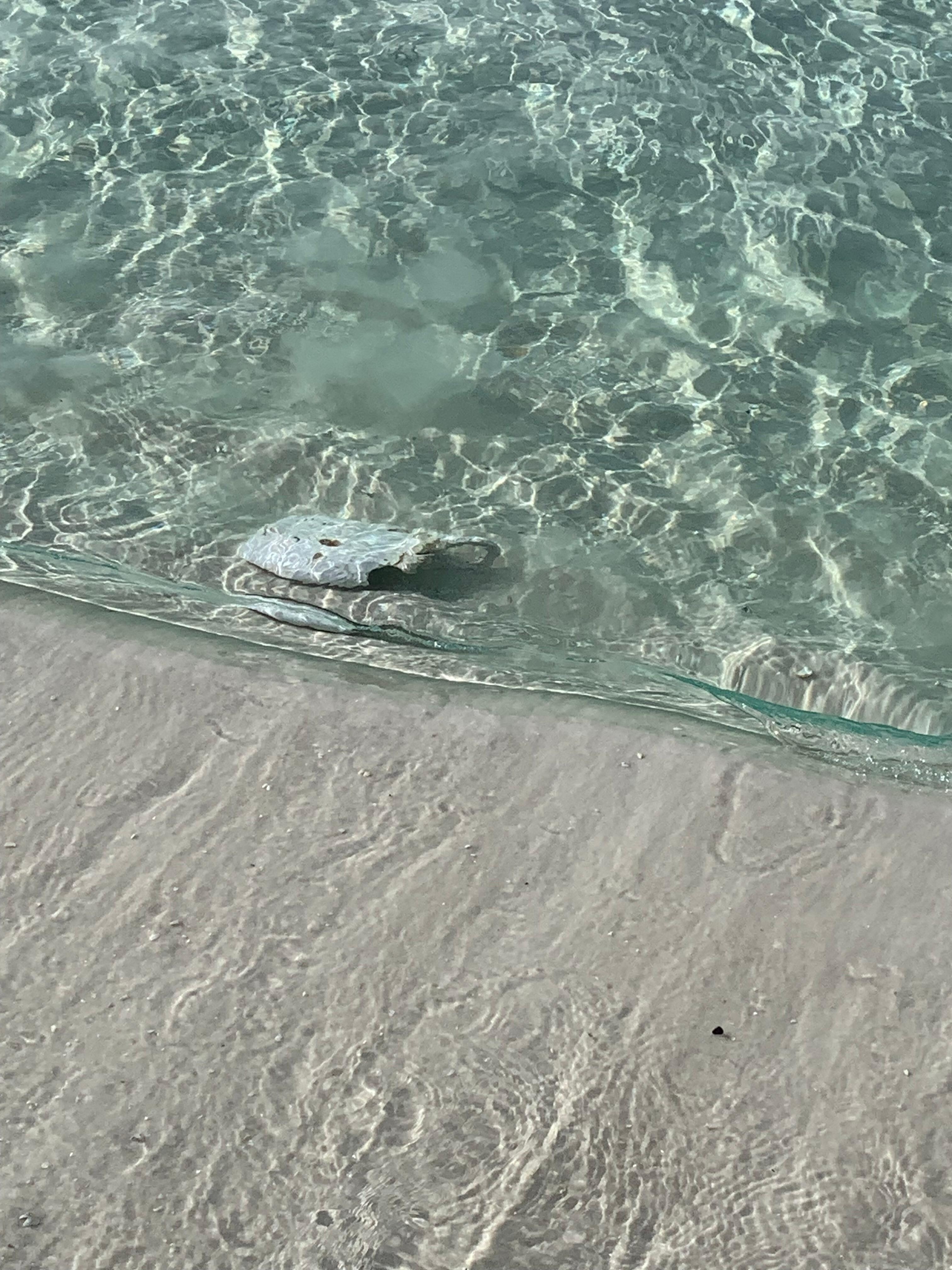 Albino Sting ray 