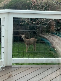 Deer in yard at rental home