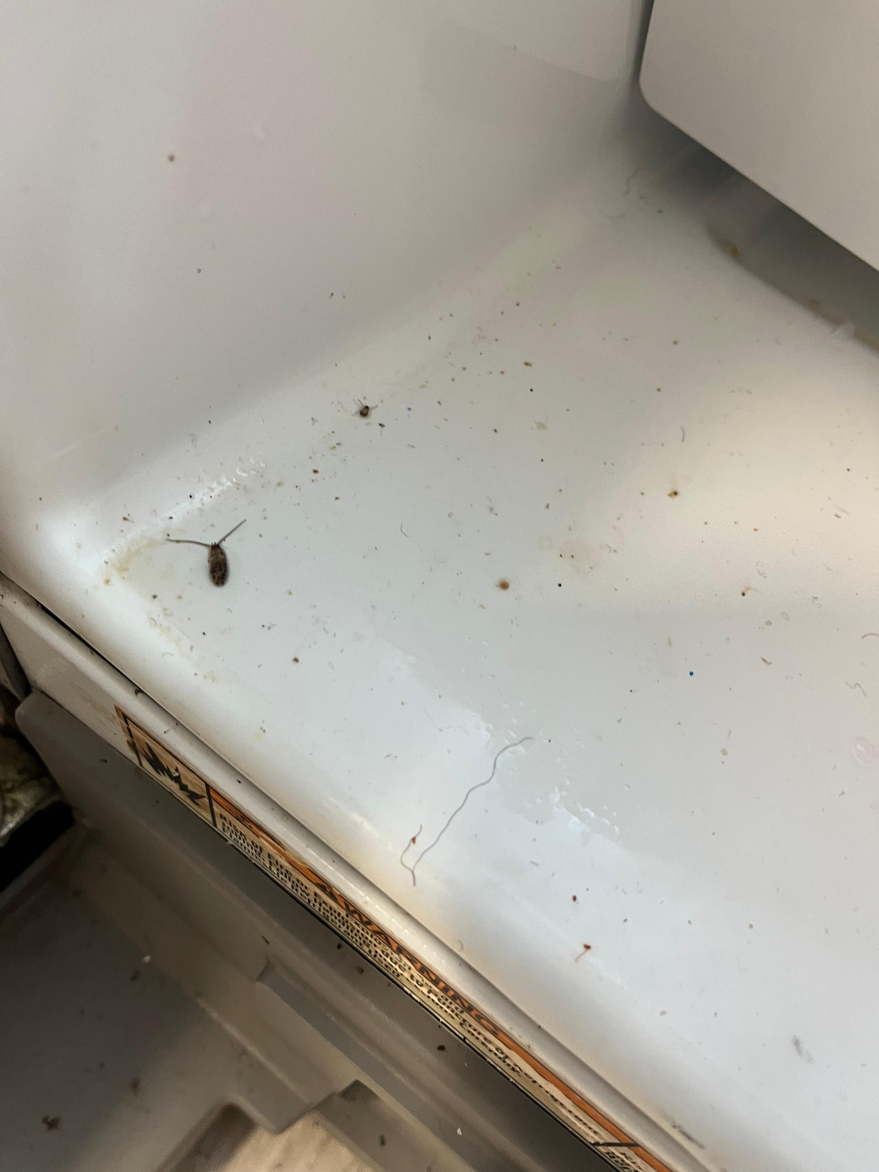 Dead roach in dirty freezer.