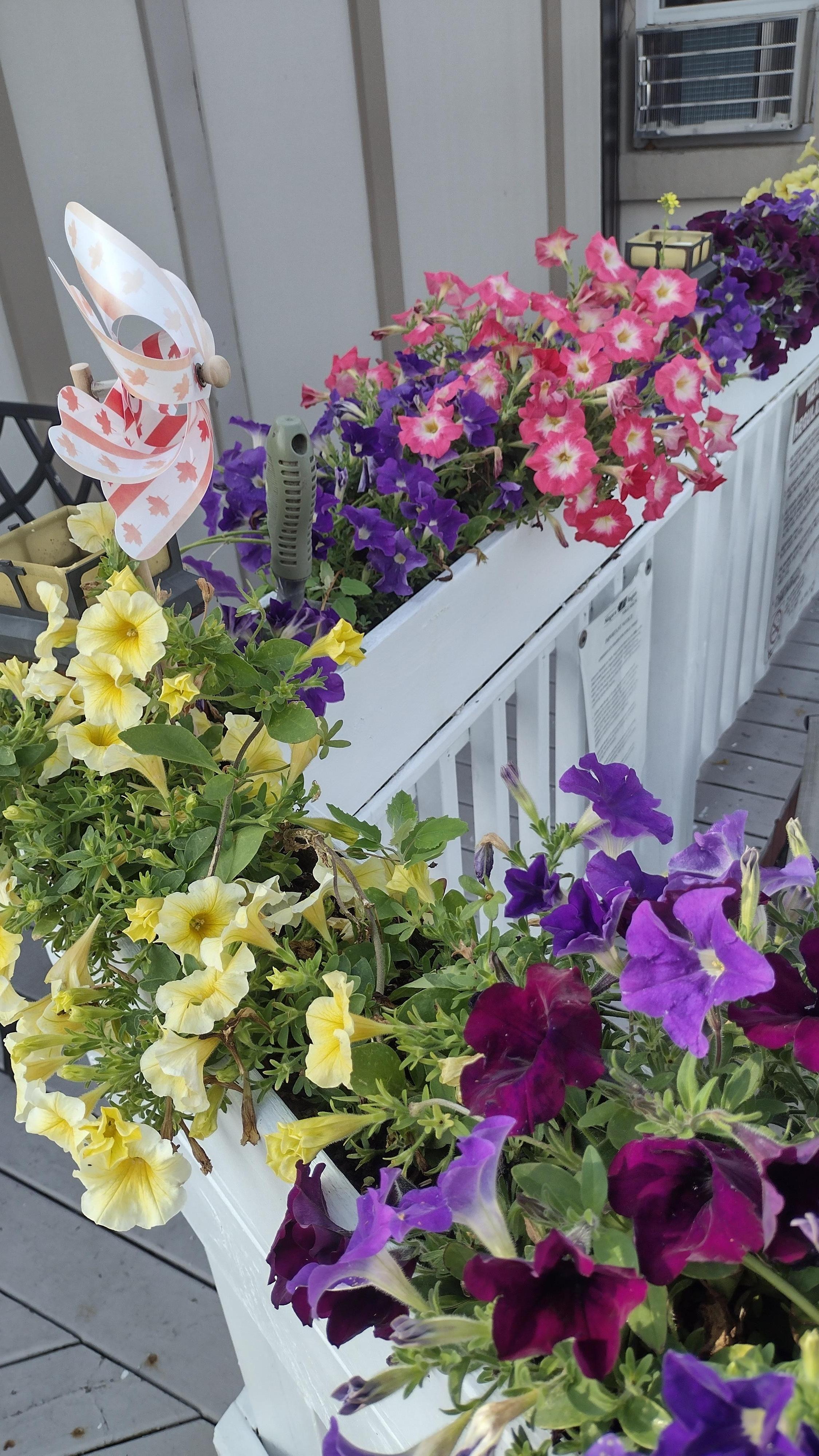 Beautiful Flowers