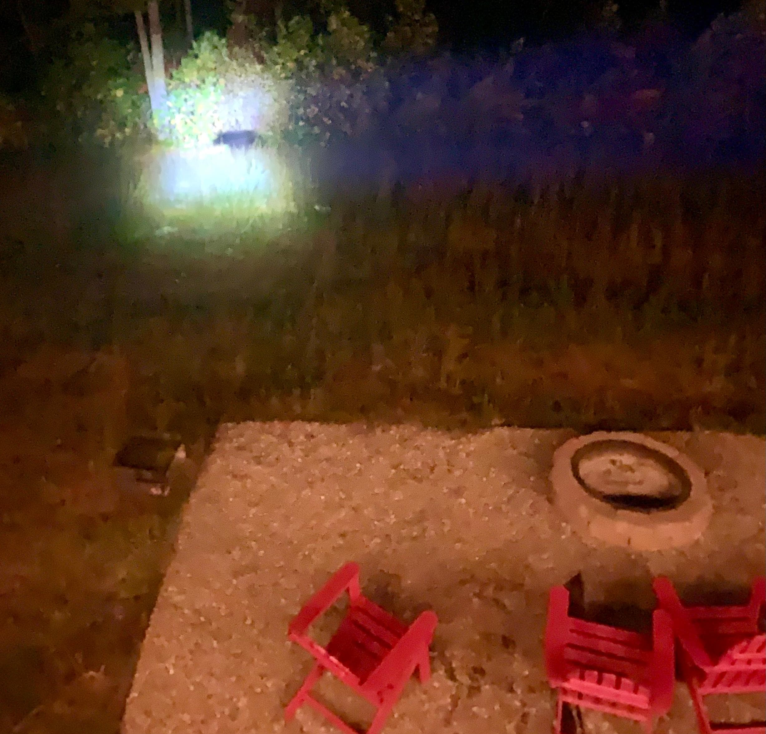 Bear in backyard at night