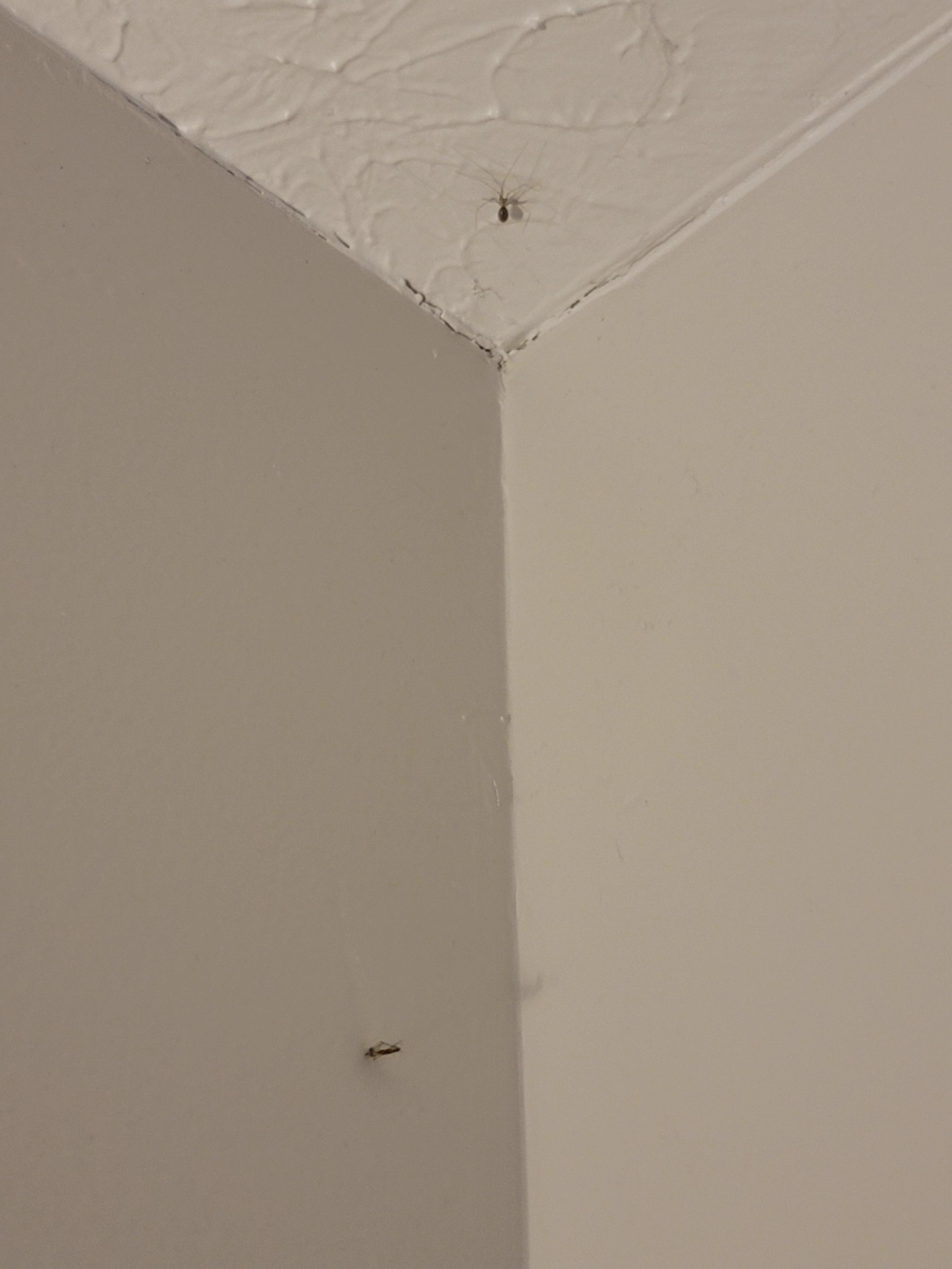 More bugs