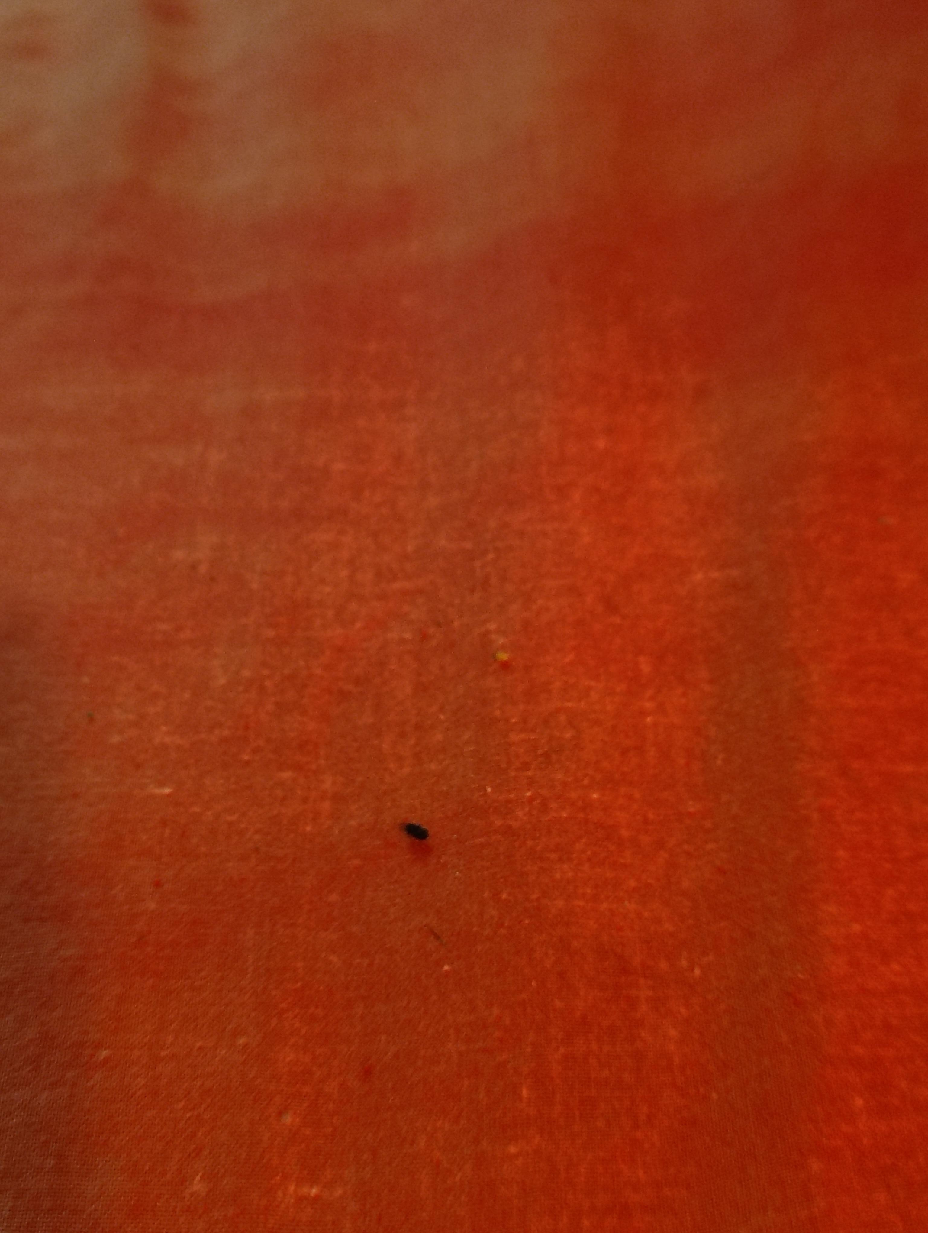 Mouse poop on the beds