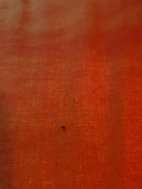 Mouse poop on the beds