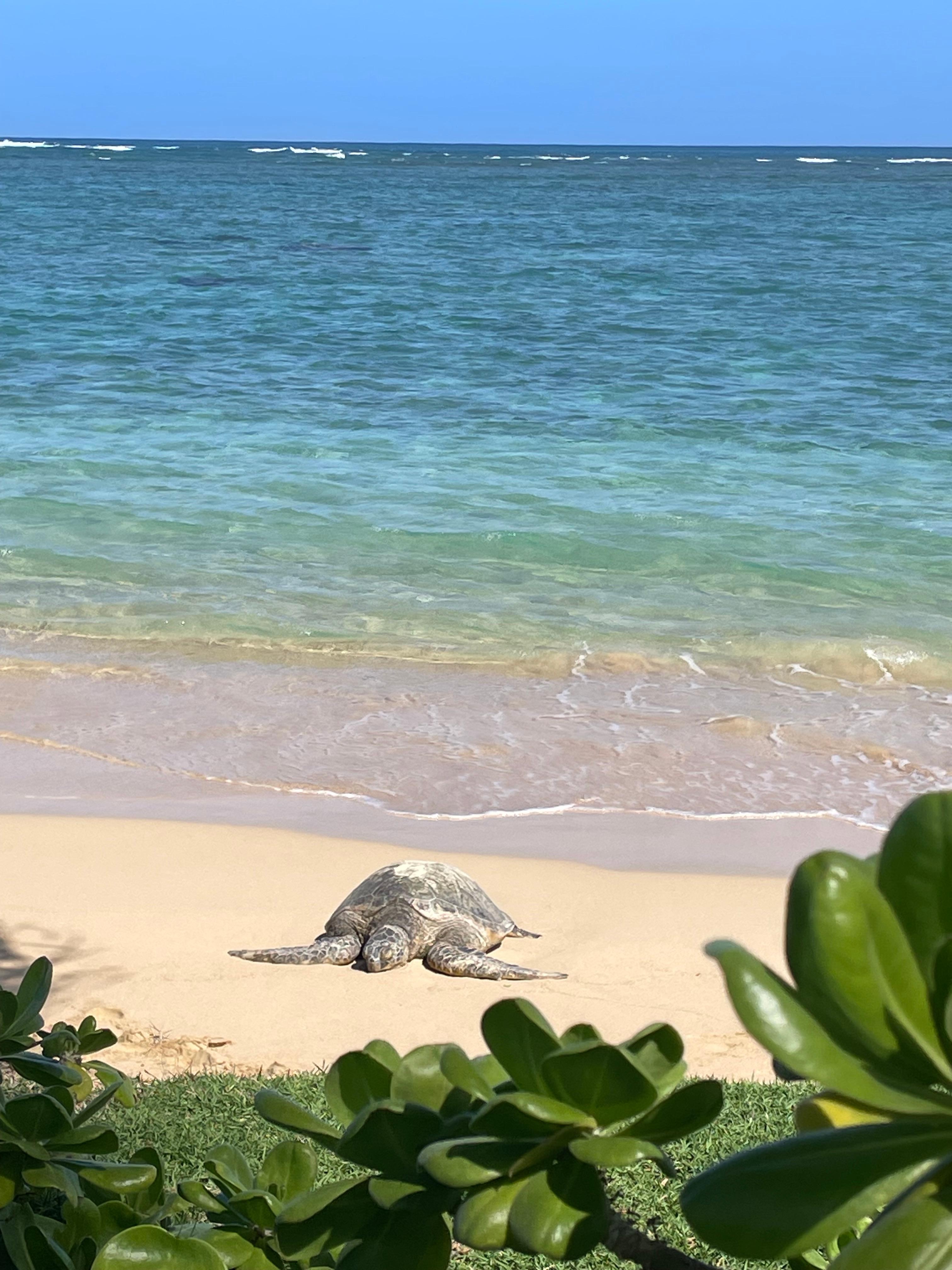 Right in front of the rental