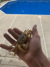 Sharing the pool with Sebastian the crab.