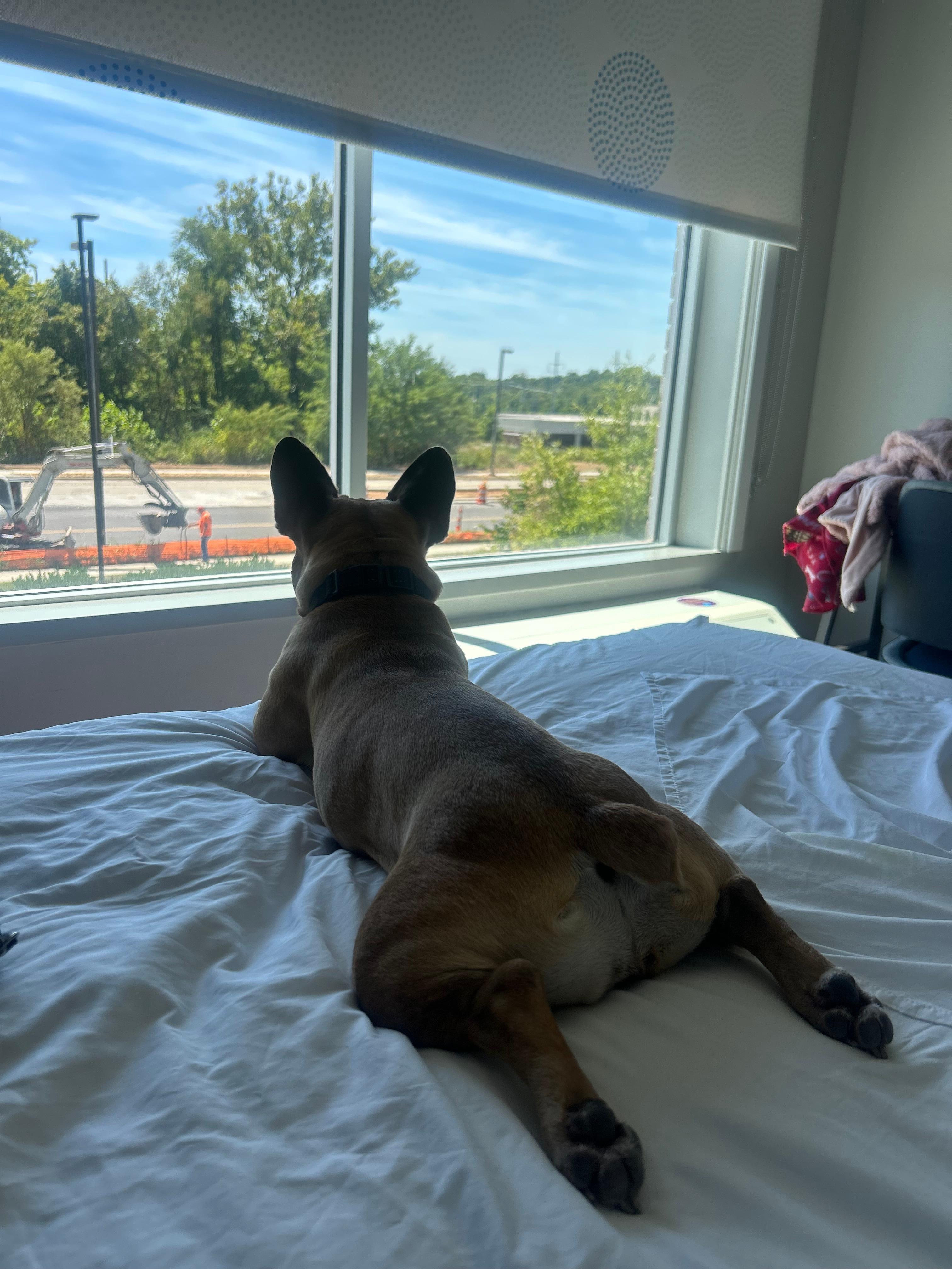 Pet friendly Kims of hotel 😍