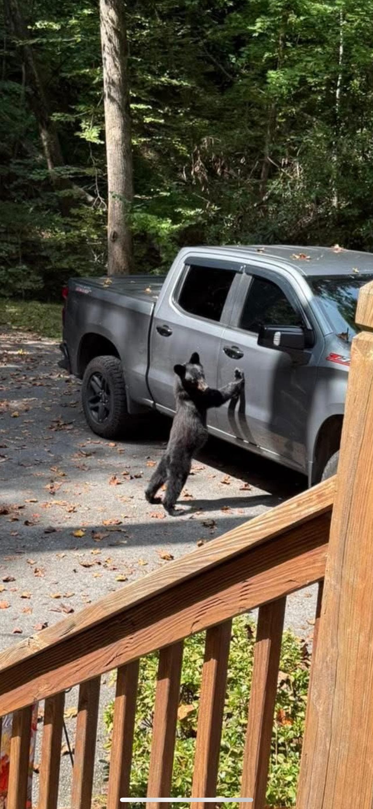 Hey I want to go for a ride! Remember keep your car doors locked !