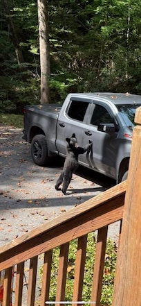 Hey I want to go for a ride! Remember keep your car doors locked !