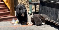Mama Bear and cubs eating someone’s leftovers from trash dumpster
