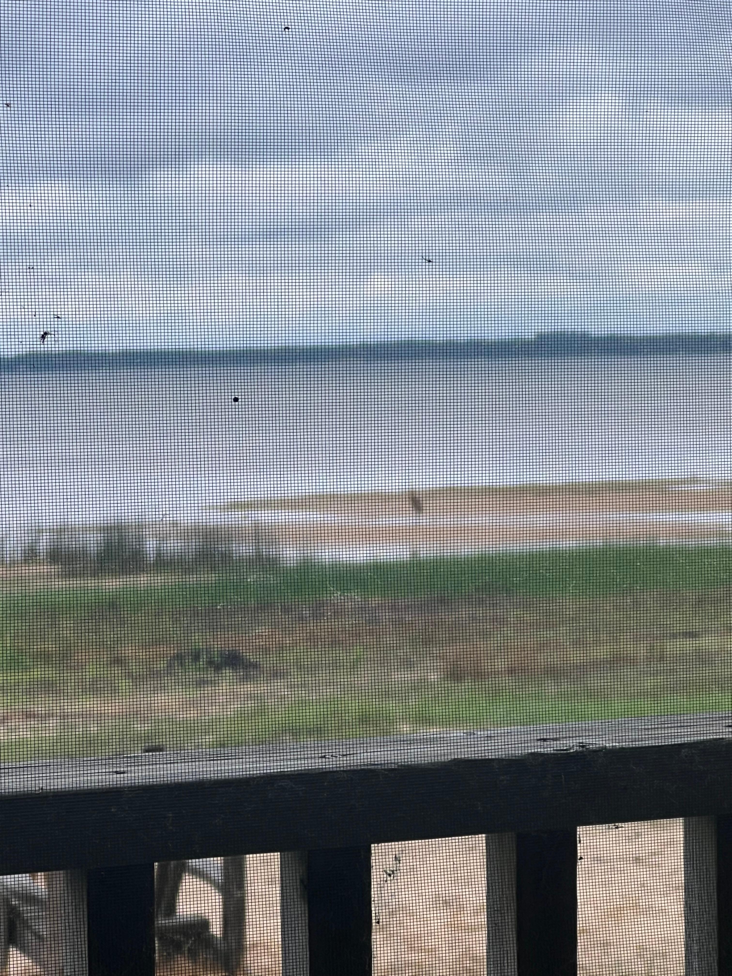 Nearly every morning there was some kind of bird slightly on unclear in the photo just because of the screened in porch portion
