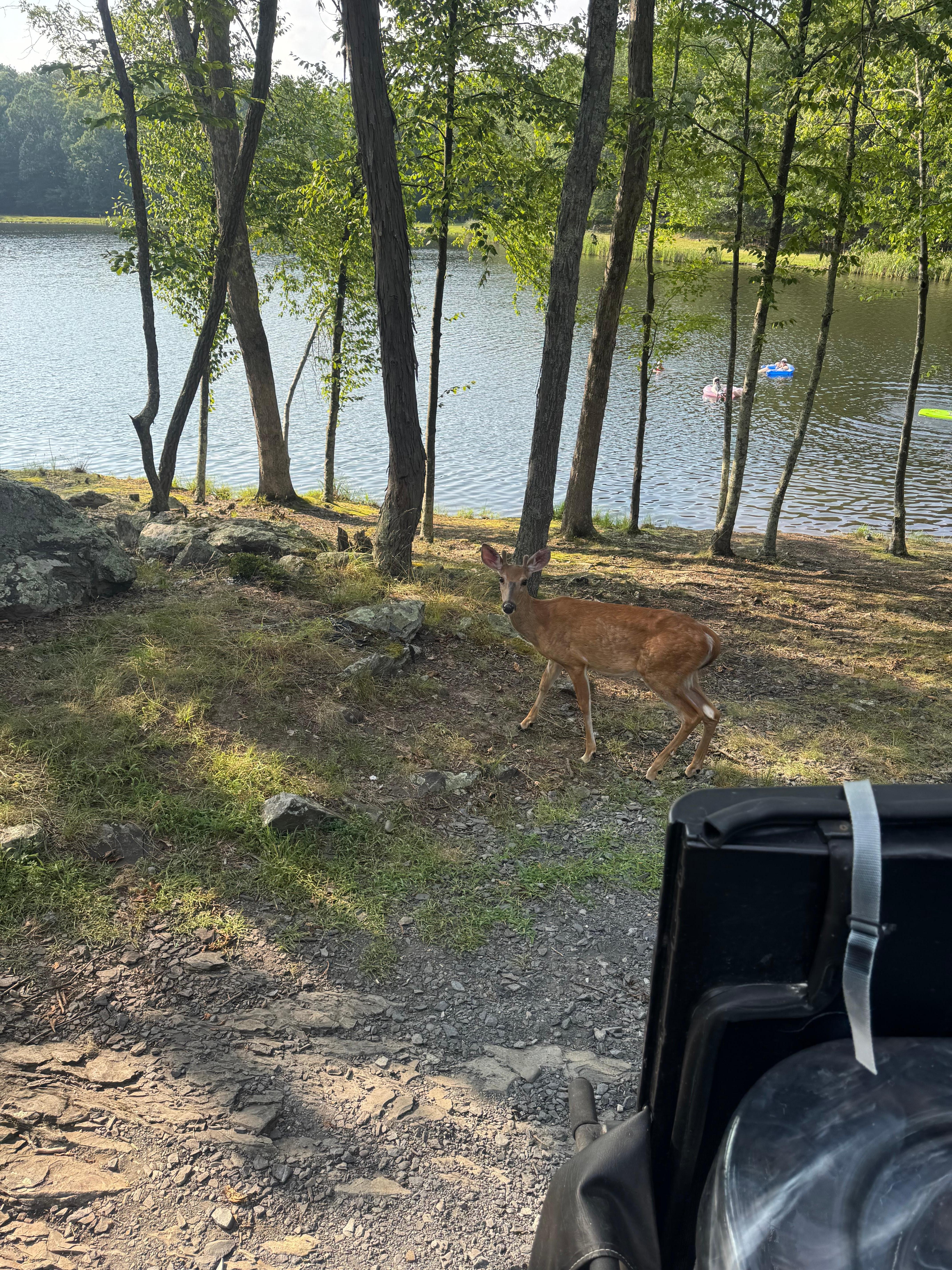 Deer visiting hot tub!