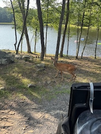 Deer visiting hot tub!