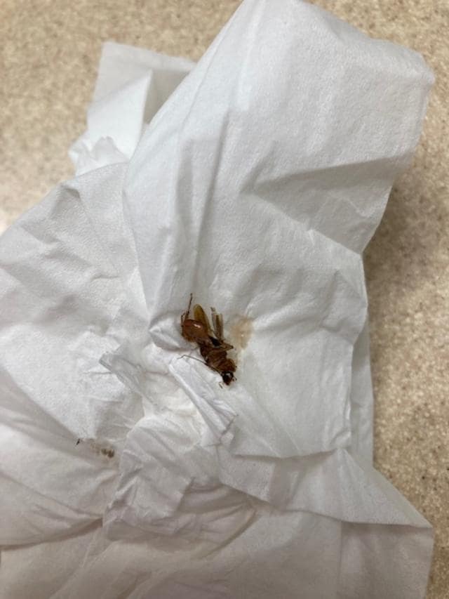 Cockroach Quality Inn. This WAS on the wall. I should have photographed it there but killed it first. I believe I placed the tissue and bug on the sink for the best lighting. 