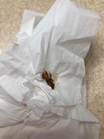 Cockroach Quality Inn. This WAS on the wall. I should have photographed it there but killed it first. I believe I placed the tissue and bug on the sink for the best lighting.