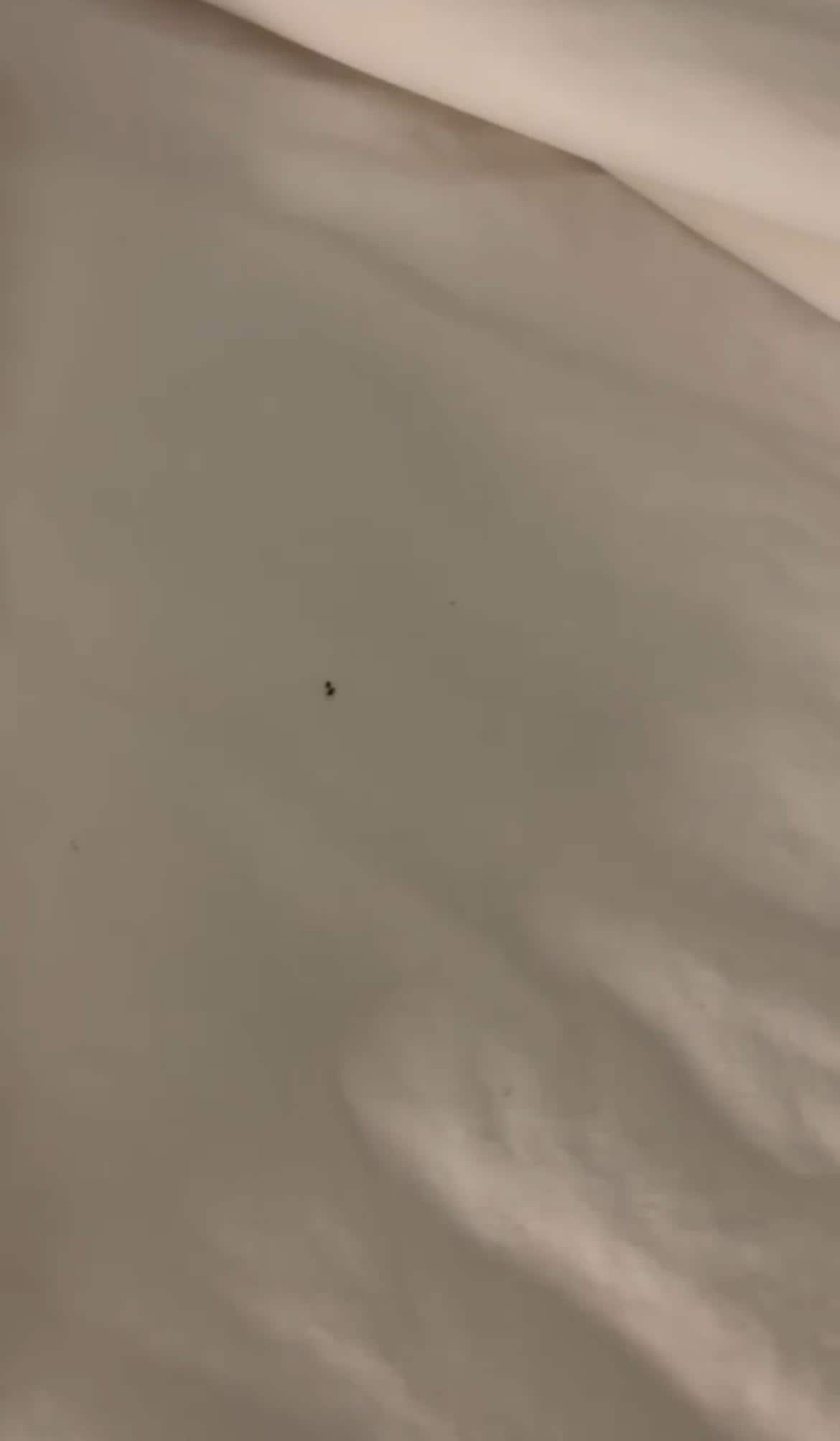 Bugs on bed