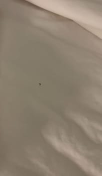 Bugs on bed