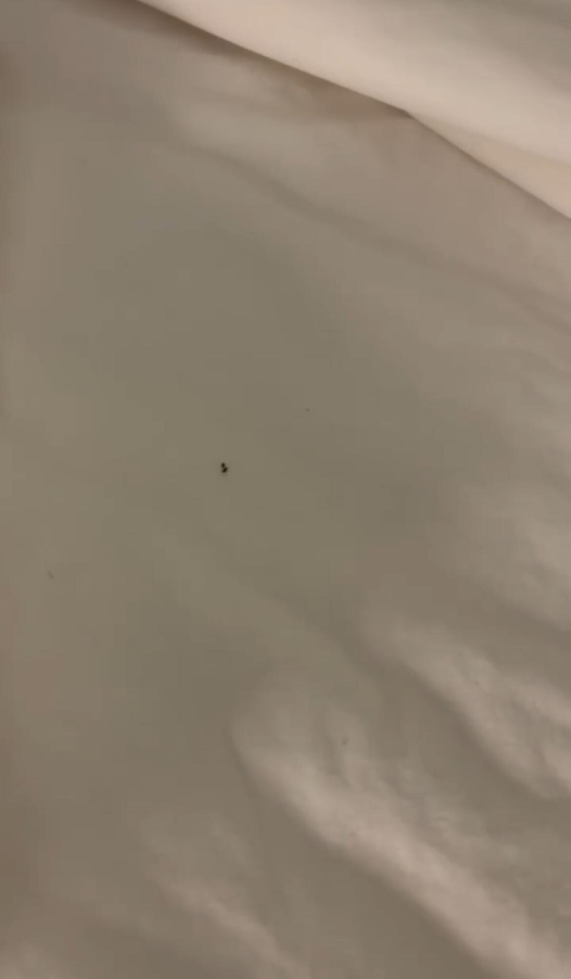 Bugs on bed