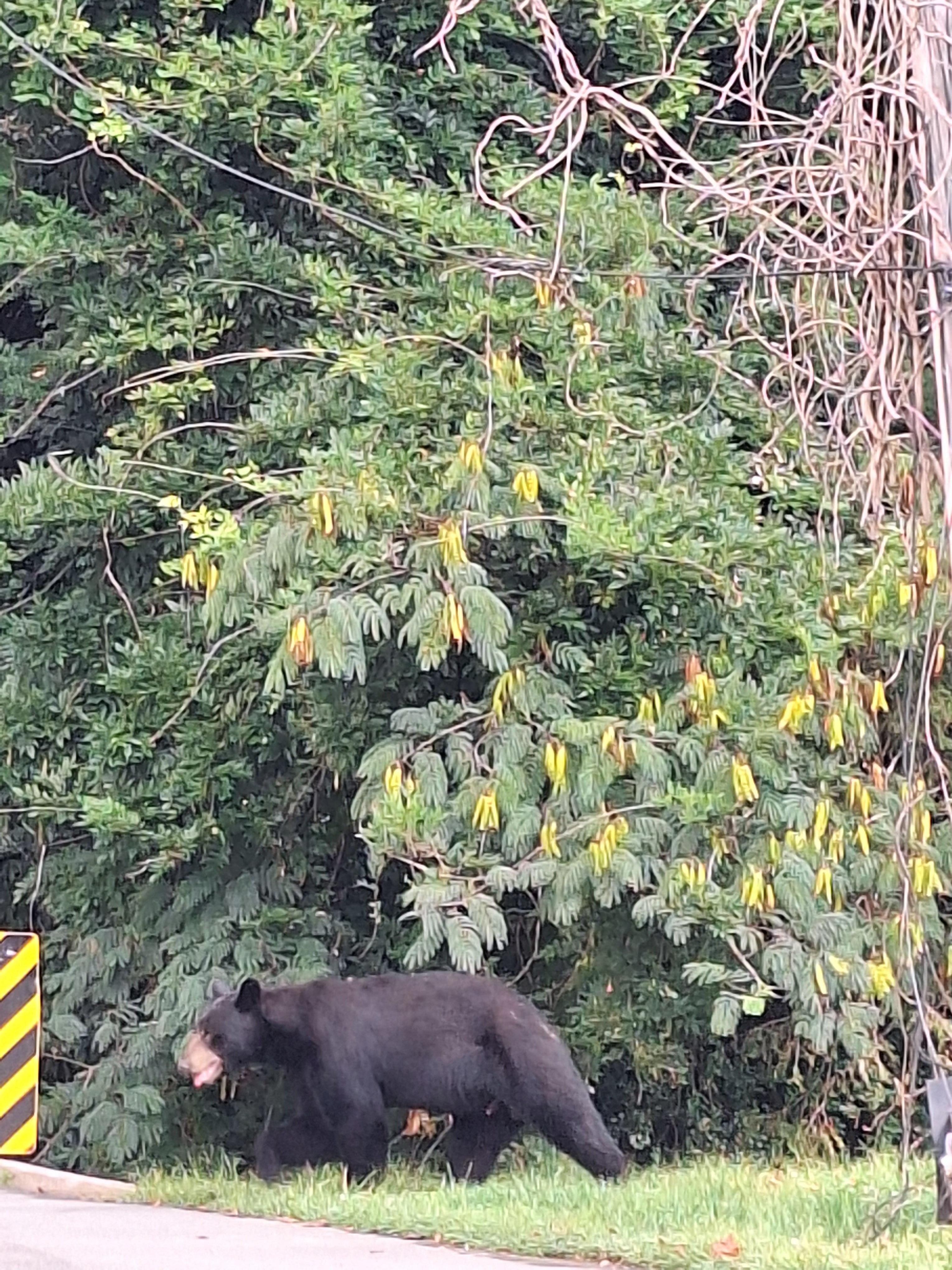 The shy bear that was just looking for a snack.