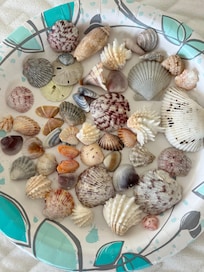 Sea shells