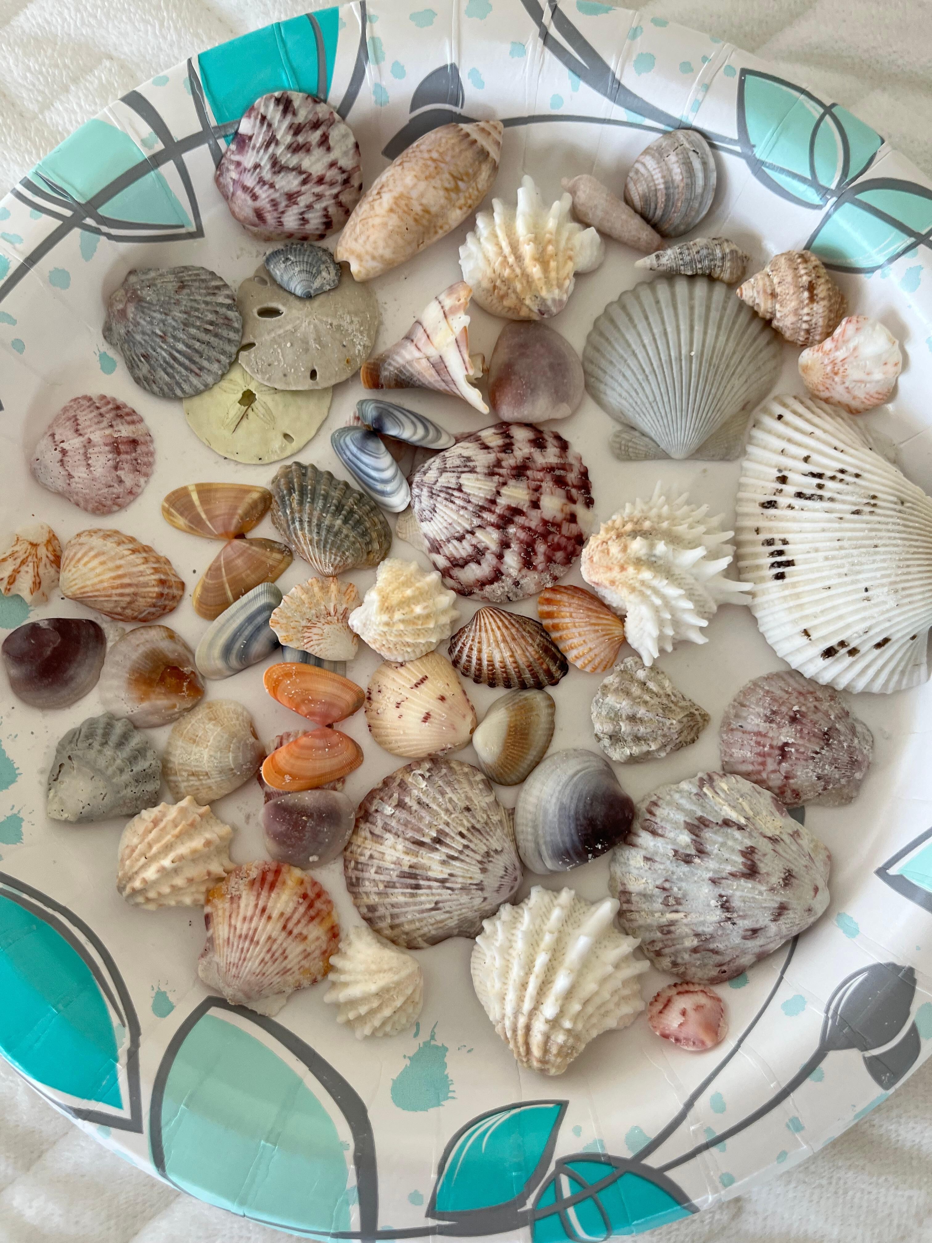 Sea shells 