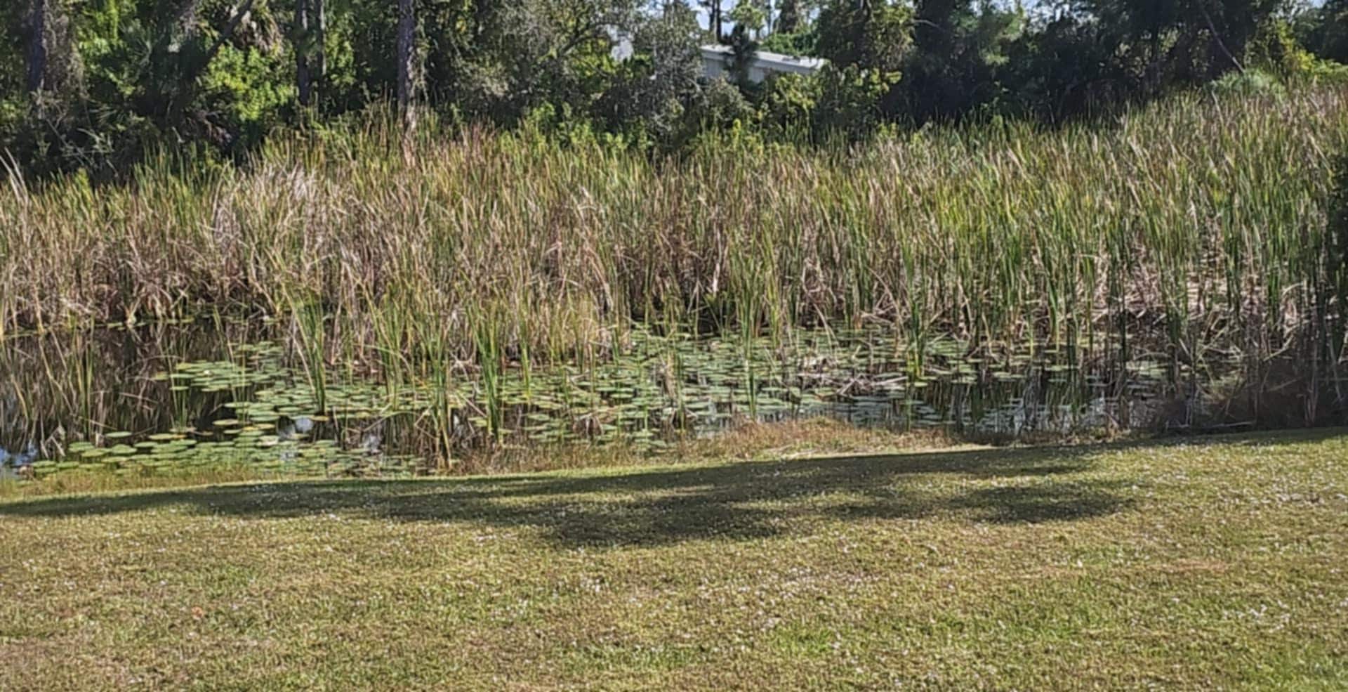 The lagoon outside behind the pool area. 