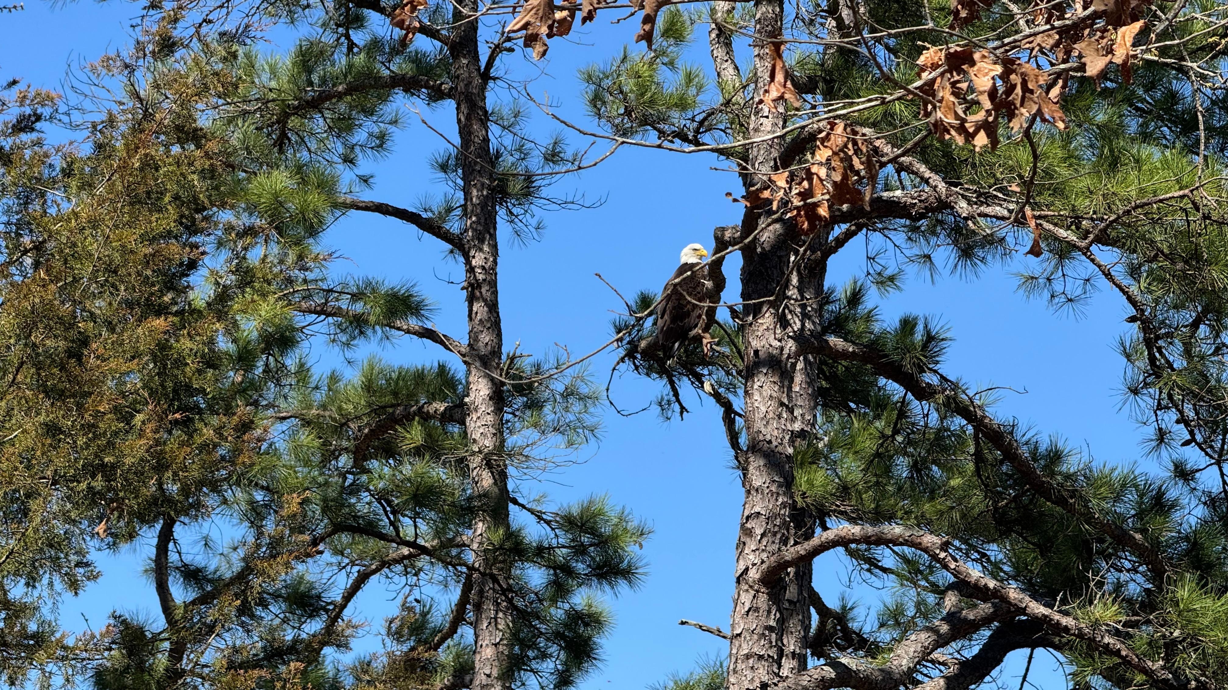 Bald eagle on horseback trail 