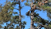 Bald eagle on horseback trail