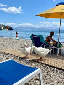 Beach about 1/2 mile from home
Friendly ducks