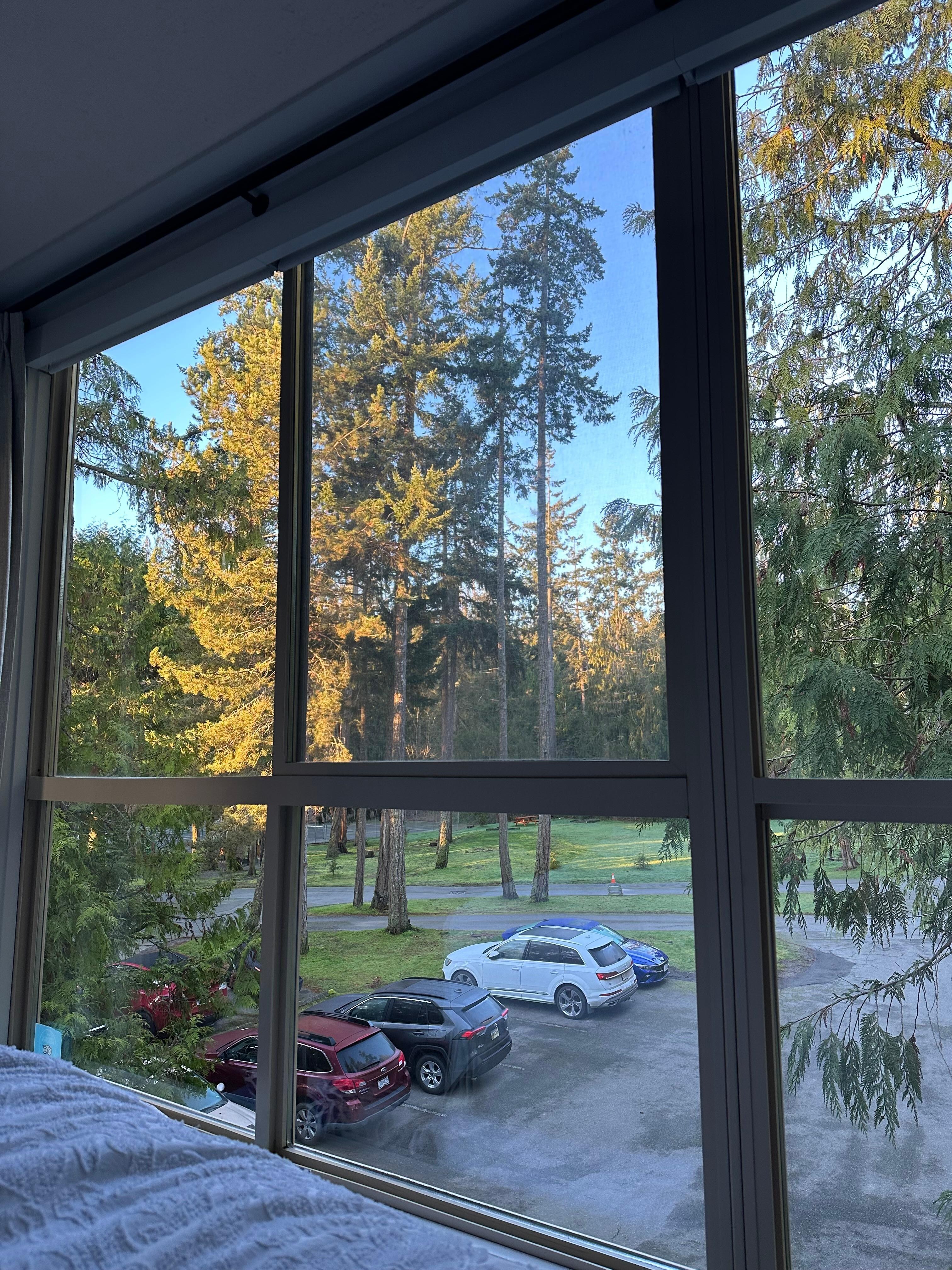 Waking up in the tree tops. 