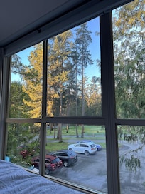 Waking up in the tree tops.