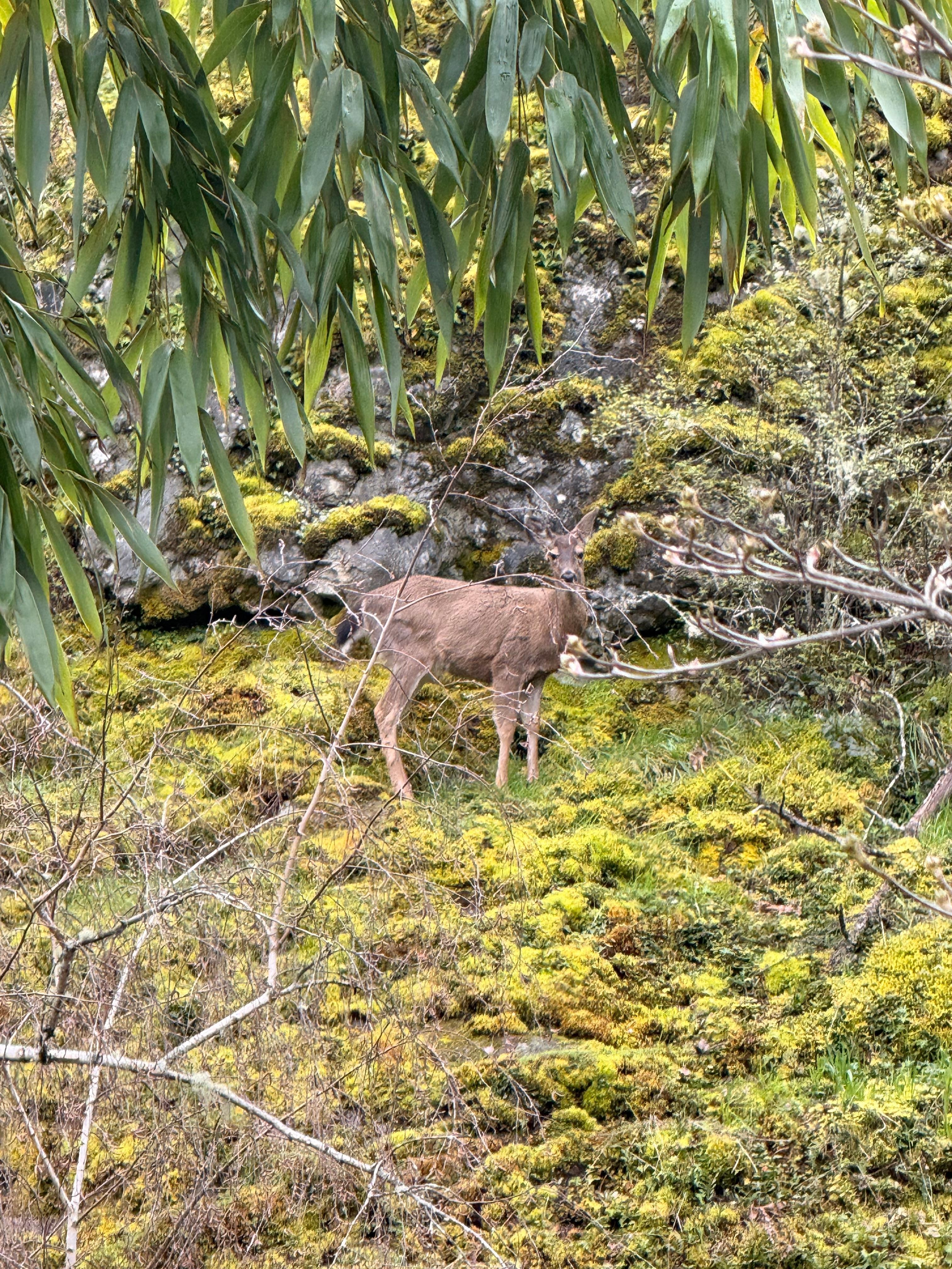 Visited by little Black tailed dear in the morning 
