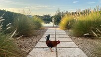 Il mio amico Gallo