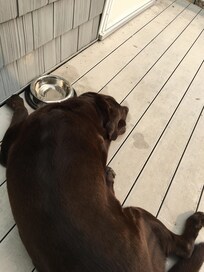 Our pup enjoying the deck.