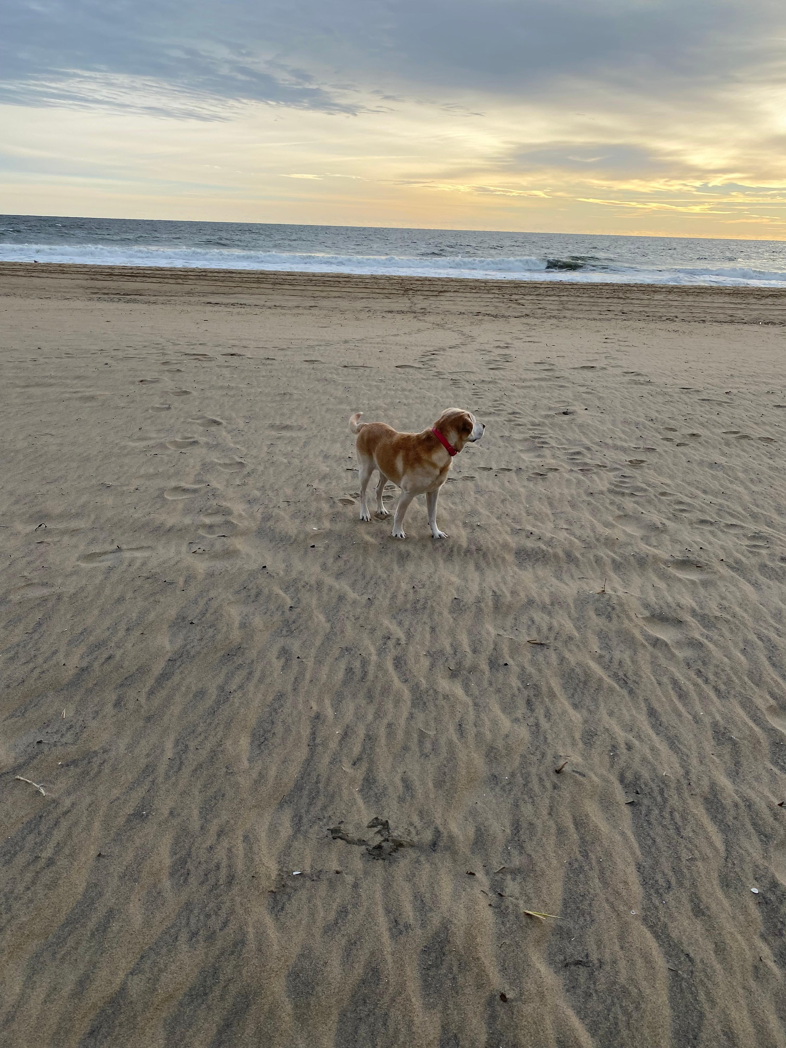My sweet girl Elli enjoying the beach💕💗❤️🥰