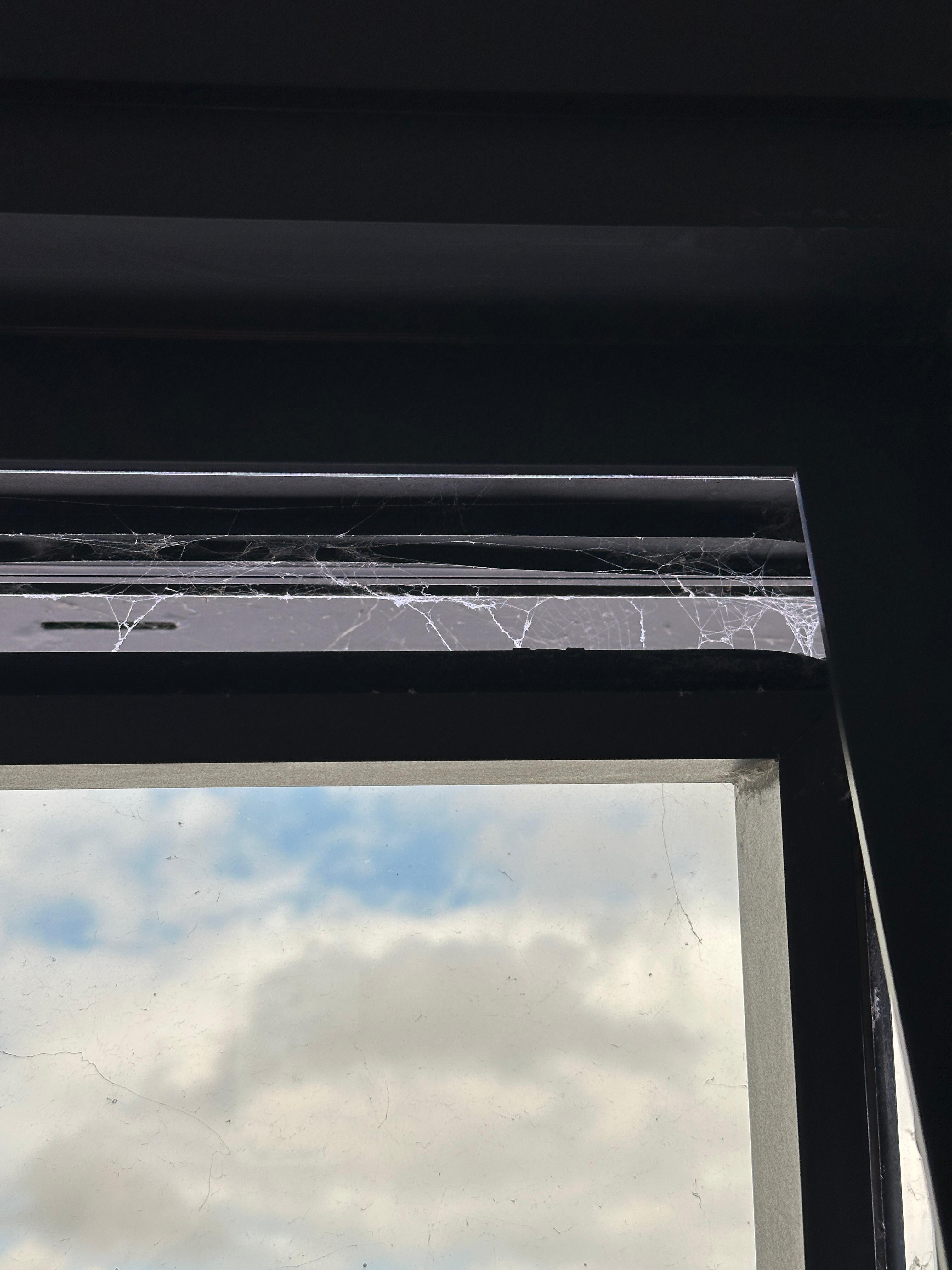 Telarañas en la ventana