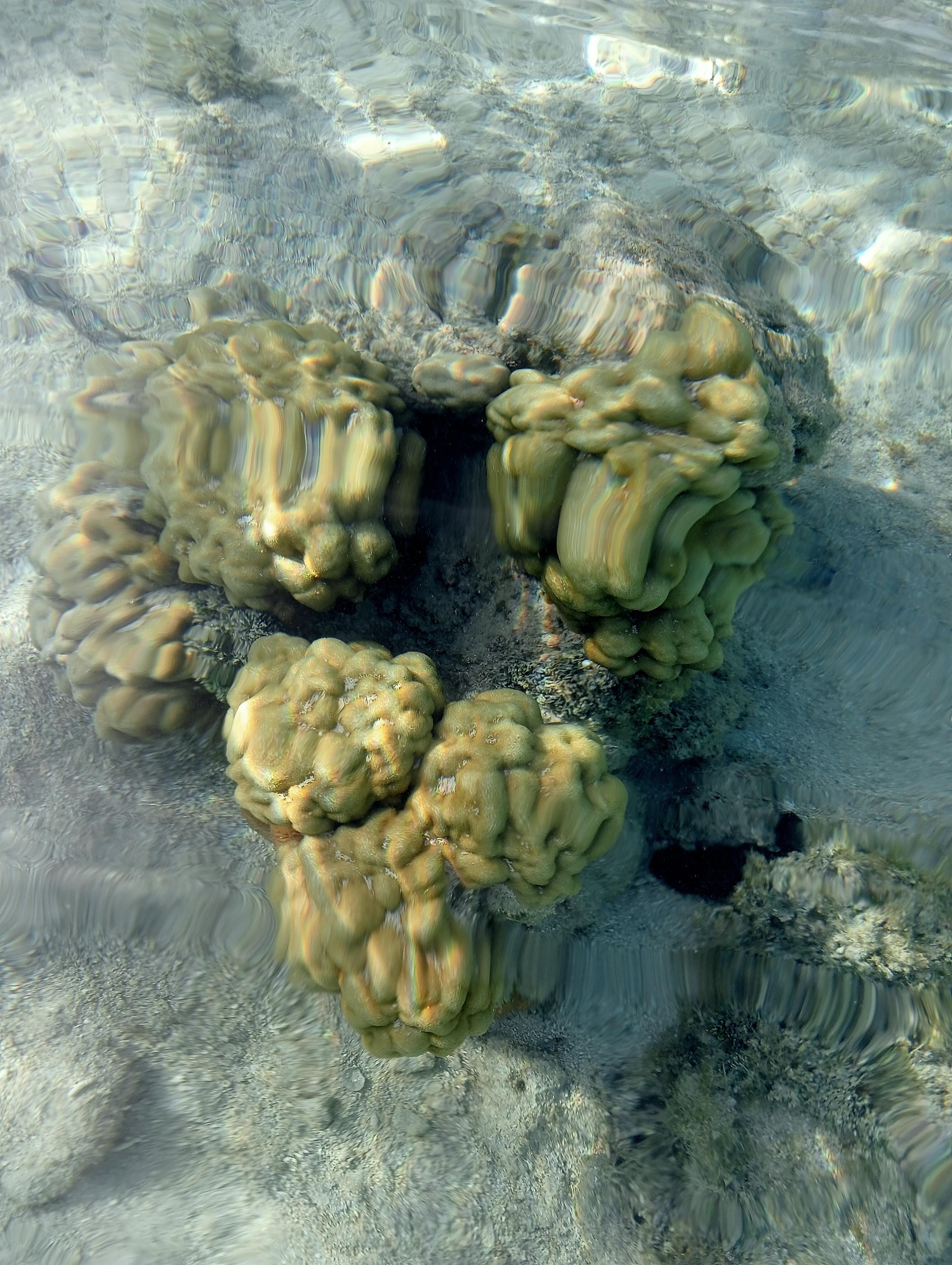 In the sea