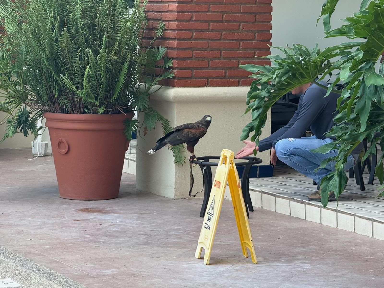 The building’s falcon preparing for weekly patrol.