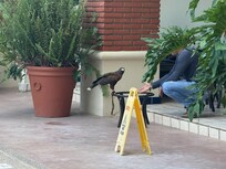 The building’s falcon preparing for weekly patrol.