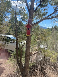 Even a bird house!