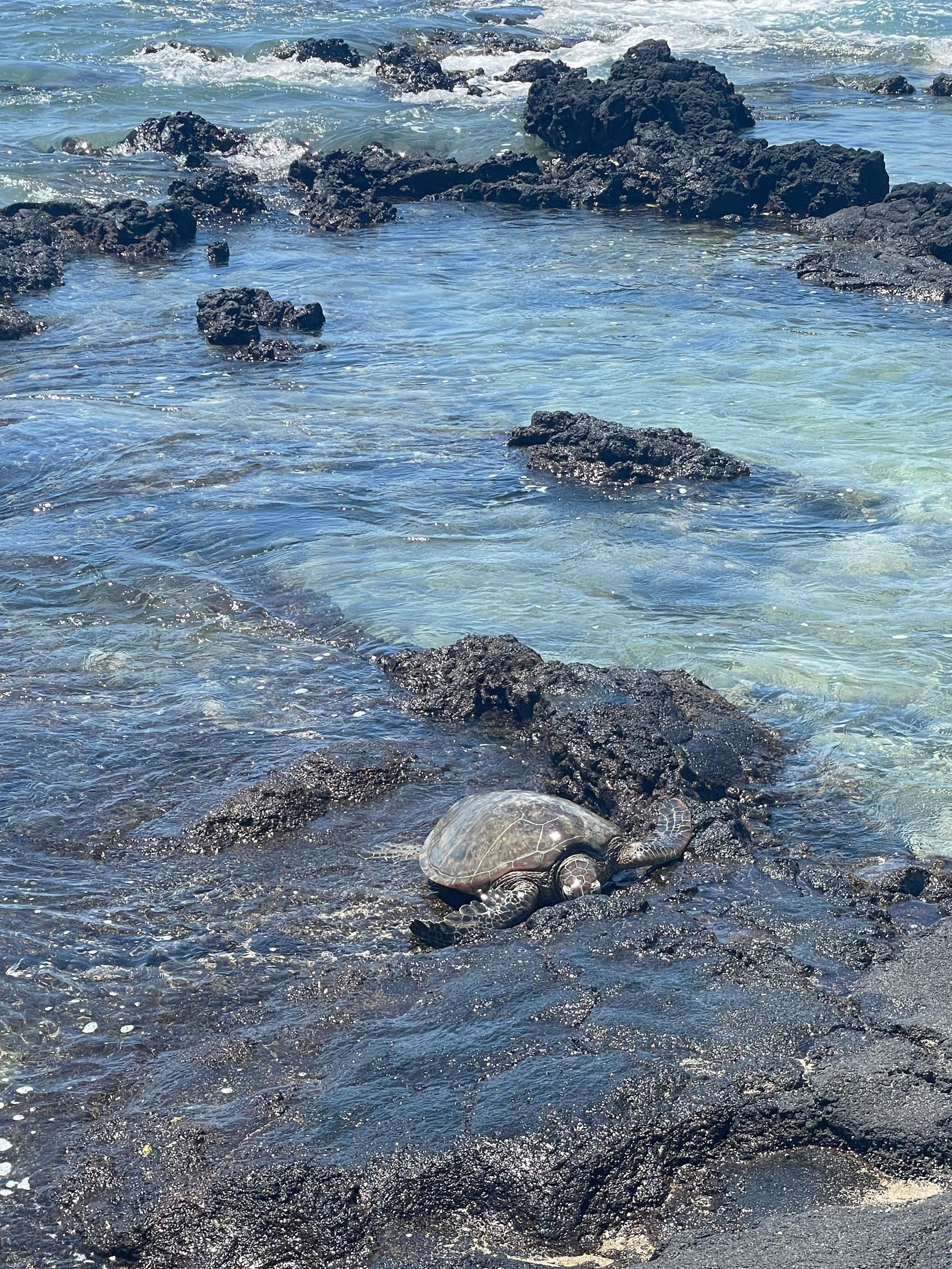 Lots of sea turtles to watch near A- Bay