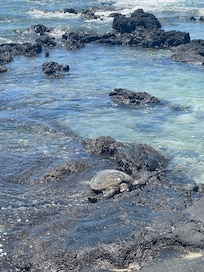 Lots of sea turtles to watch near A- Bay