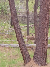 Lapine State Park