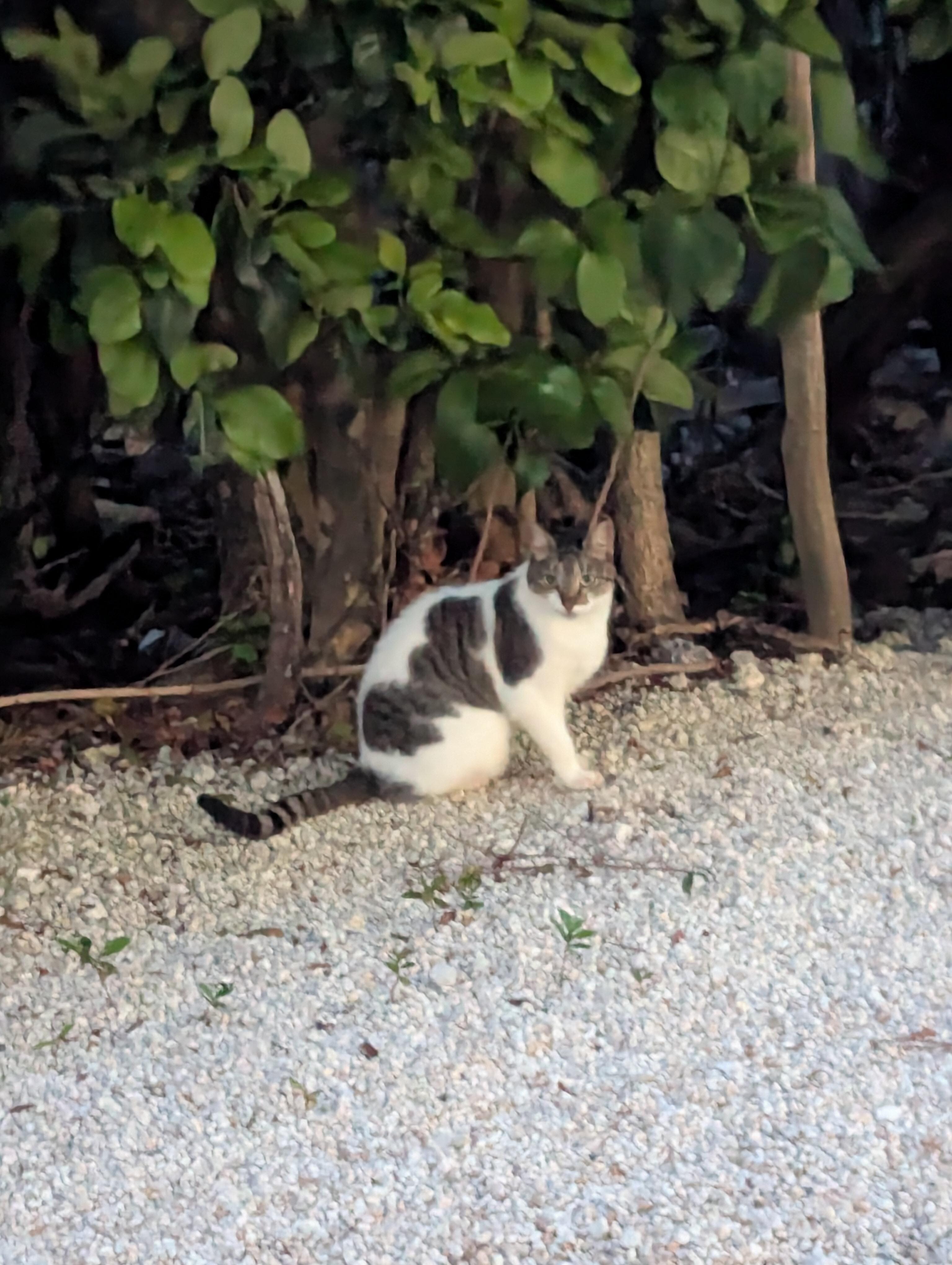One of the friendly kitty cats.