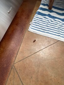 Roach