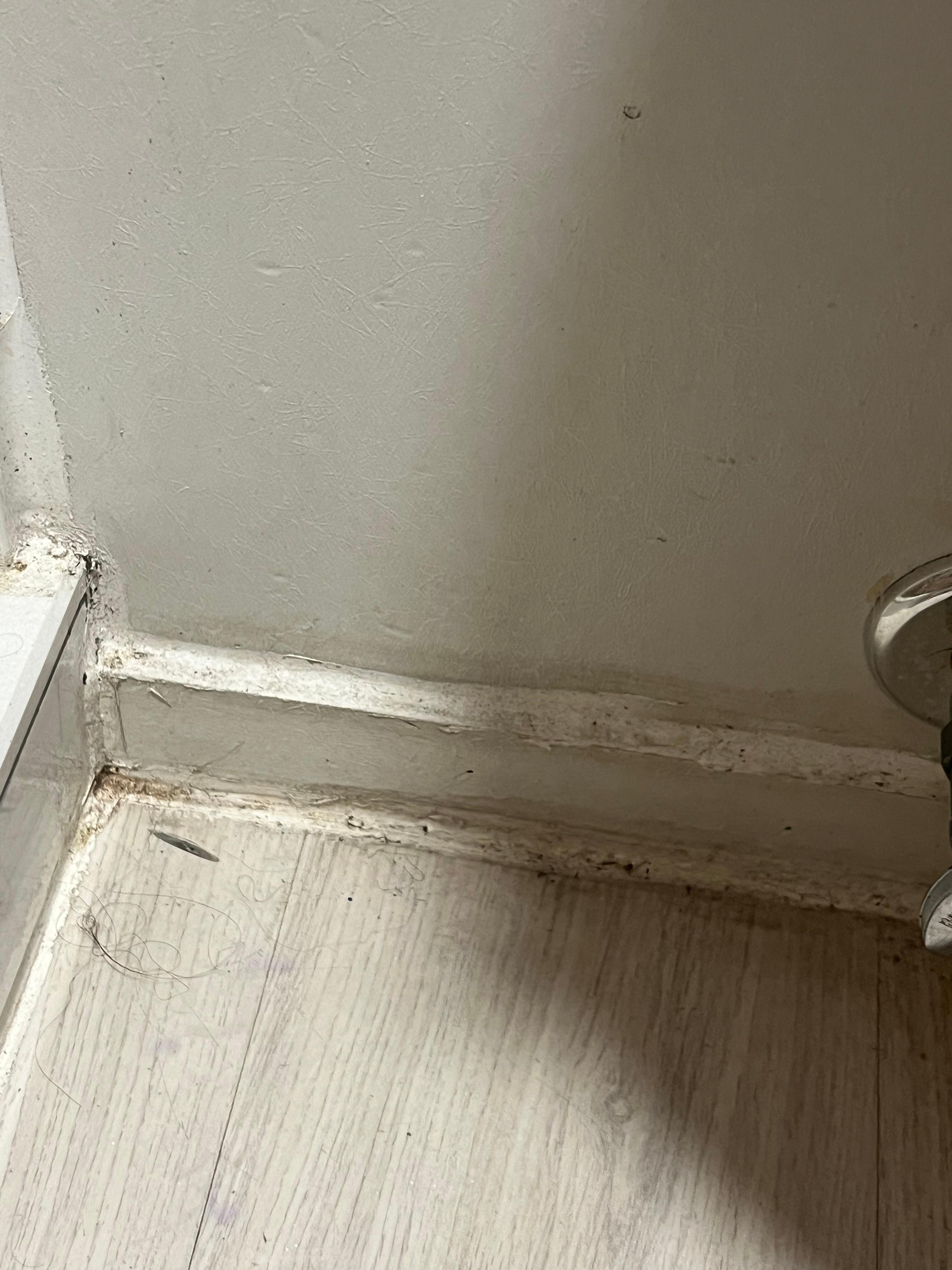Mold that was in every part of the room. 