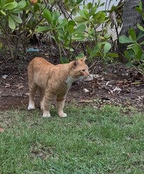 We named him Acho, he’s super friendly