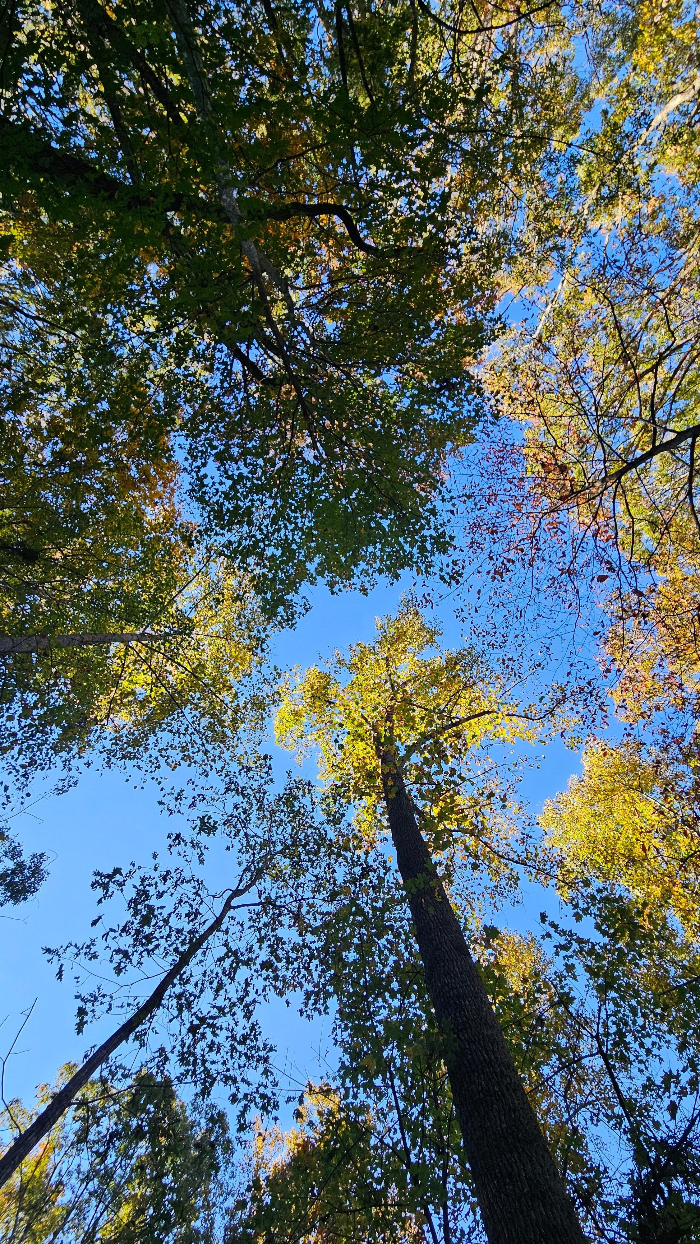 Beautiful mature trees in the heart of fall season