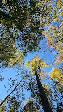 Beautiful mature trees in the heart of fall season